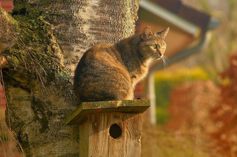 DIY Bird Feeders